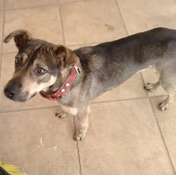 Cachorro ra a SRD idade 2 anos nome Luna