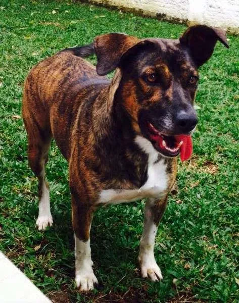 Cachorro ra a SRD idade 2 anos nome Maya