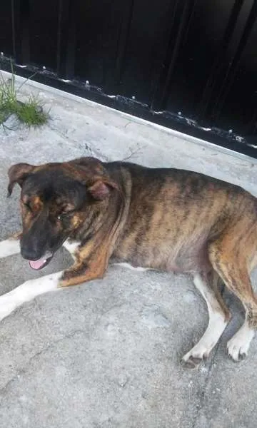 Cachorro ra a SRD idade 2 anos nome Maya