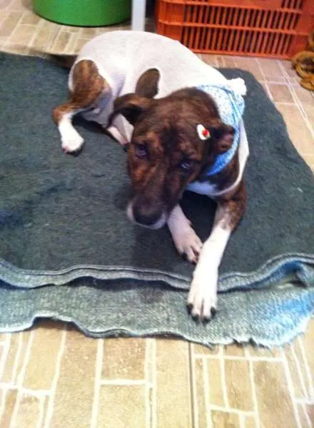 Cachorro ra a SRD idade 2 anos nome Maya