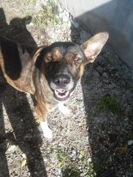 Cachorro ra a SRD idade 2 anos nome Maya