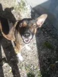 Maya