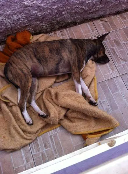 Cachorro ra a SRD idade 2 anos nome Maya