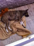 Maya
