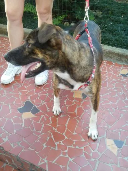 Cachorro ra a SRD idade 2 anos nome Maya
