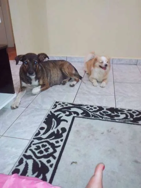 Cachorro ra a SRD idade 2 anos nome Maya