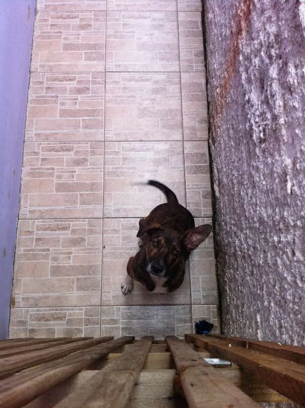 Cachorro ra a SRD idade 2 anos nome Maya
