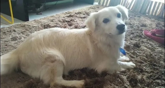 Cachorro ra a Vira-Lata idade  nome Muppy
