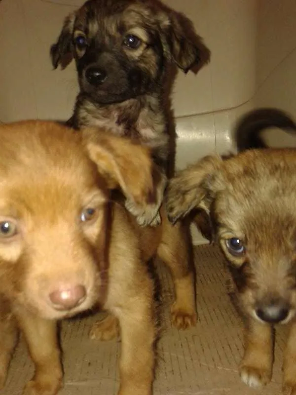 Cachorro ra a vira lata idade Abaixo de 2 meses nome sem nome