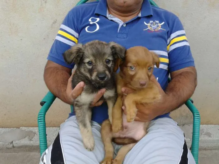 Cachorro ra a vira lata idade Abaixo de 2 meses nome sem nome