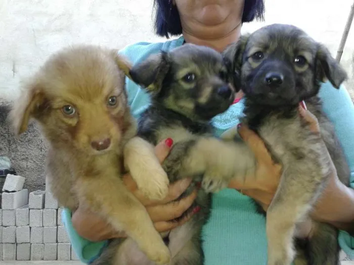 Cachorro ra a vira lata idade Abaixo de 2 meses nome sem nome