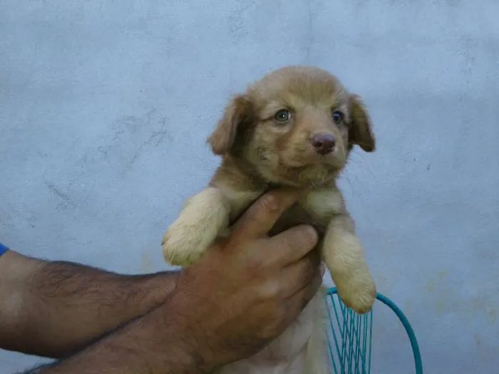 Cachorro ra a vira lata idade Abaixo de 2 meses nome sem nome