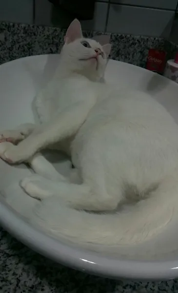 Gato ra a Sem raça  idade 7 a 11 meses nome mingau 