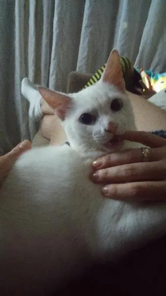 Gato ra a Sem raça  idade 7 a 11 meses nome mingau 