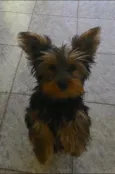 Pituco