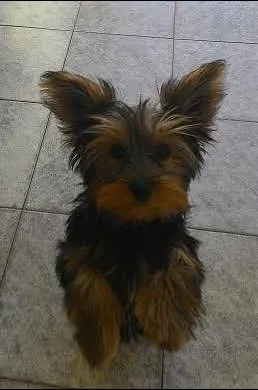 Cachorro raça Yorkshire idade 2 a 6 meses nome Pituco