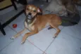 Cachorro raça SRD idade 1 ano nome Maria