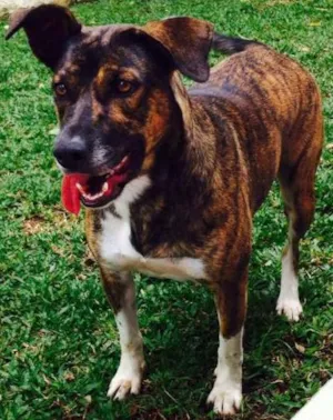 Cachorro raça SRD idade 2 anos nome Maya