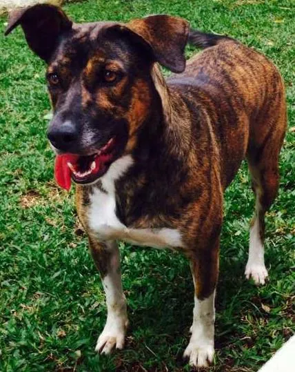 Cachorro ra a SRD idade 2 anos nome Maya