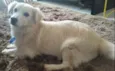 Muppy