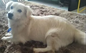 Cachorro raça Vira-Lata idade  nome Muppy