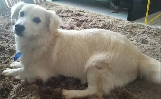 Cachorro ra a Vira-Lata idade  nome Muppy