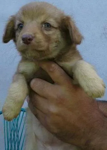 Cachorro ra a vira lata idade Abaixo de 2 meses nome sem nome