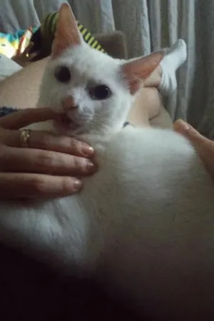 Gato raça Sem raça  idade 7 a 11 meses nome mingau 