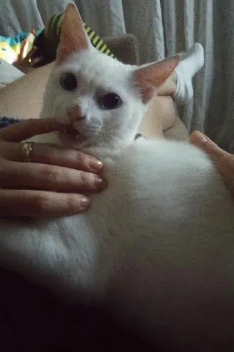 Gato ra a Sem raça  idade 7 a 11 meses nome mingau 