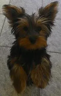 Cachorro raça Yorkshire idade 2 a 6 meses nome Pituco