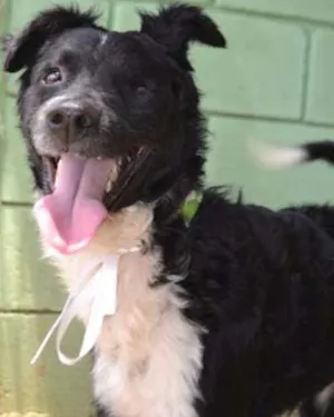 Cachorro raça SRD idade 2 anos nome BEATRIZ, gracinha!