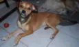 Cachorro raça SRD idade 1 ano nome Maria