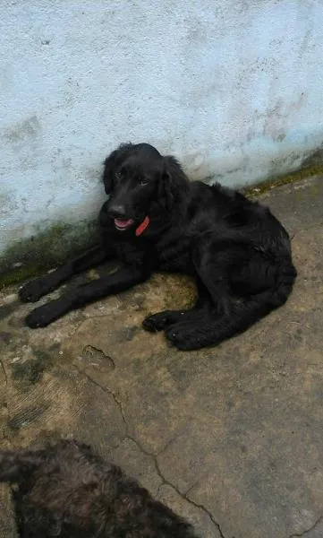 Cachorro ra a srd idade 1 ano nome Spike