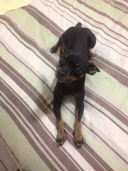 Cachorro ra a Pinscher idade 2 anos nome Nina