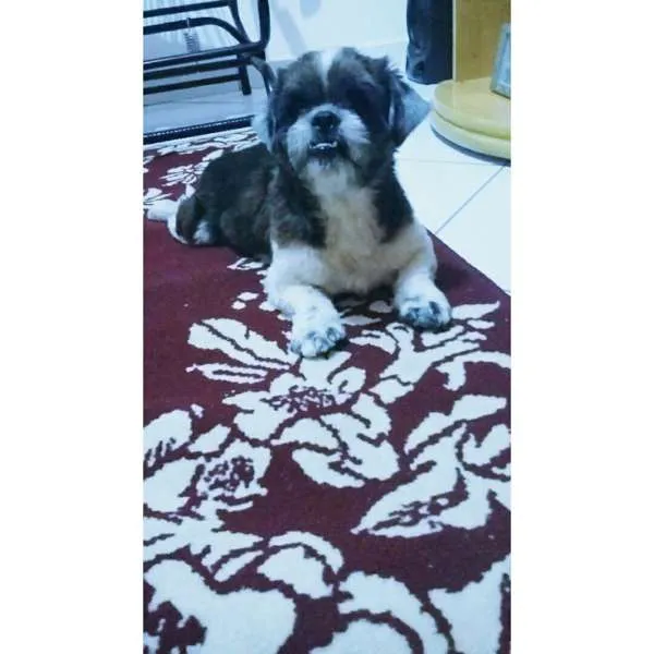 Cachorro ra a Lhasa Apso idade 3 anos nome Bruce
