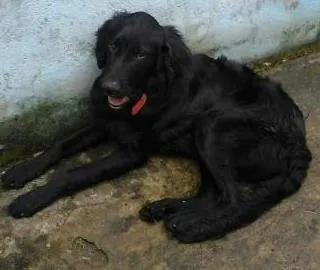 Cachorro ra a srd idade 1 ano nome Spike