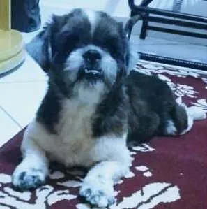 Cachorro ra a Lhasa Apso idade 3 anos nome Bruce