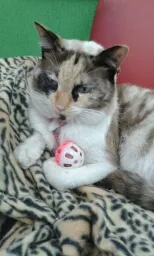 Gato ra a mestiça siamês idade 1 ano nome sofia