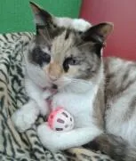 Gato raça mestiça siamês idade 1 ano nome sofia