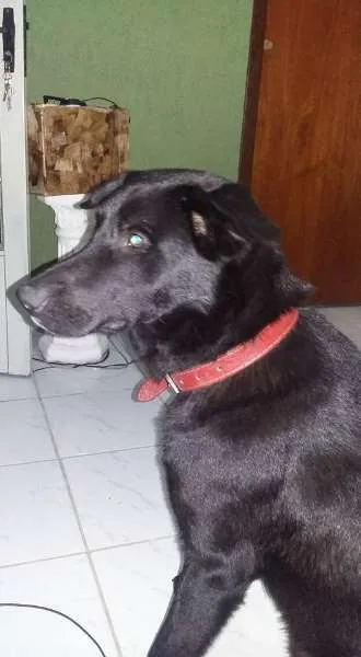 Cachorro ra a Vira Lata / Labrador idade 1 ano nome Negão
