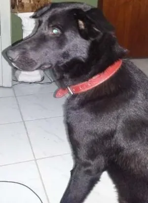 Cachorro raça Vira Lata / Labrador idade 1 ano nome Negão