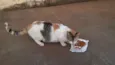 delicada 