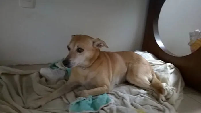 Cachorro ra a Vira Latas idade 6 ou mais anos nome Bonnie