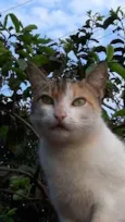delicada 