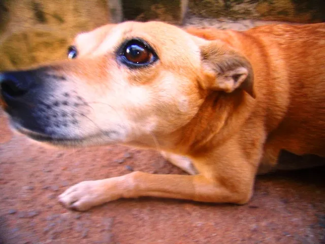 Cachorro ra a Vira Latas idade 6 ou mais anos nome Bonnie