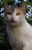 delicada