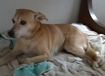 Cachorro ra a Vira Latas idade 6 ou mais anos nome Bonnie