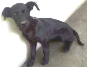 Cachorro raça vira lata idade Abaixo de 2 meses nome Pretinha