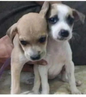 Cachorro raça SRD idade Abaixo de 2 meses nome SEM NOME