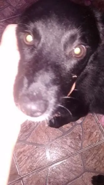 Cachorro raça Cocker idade 2 a 6 meses nome Urso